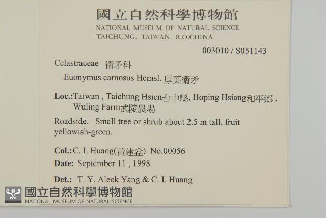 Genichi Euonymus Collection Image, Figure 2, Total 2 Figures