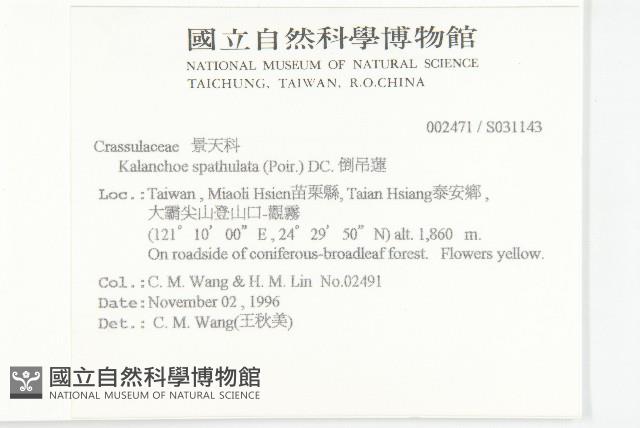 倒吊蓮、匙葉燈籠草藏品圖，第2張