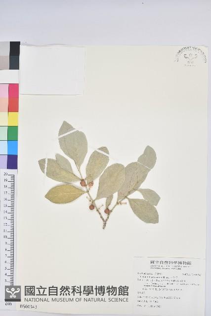 野菰藏品圖，第1張