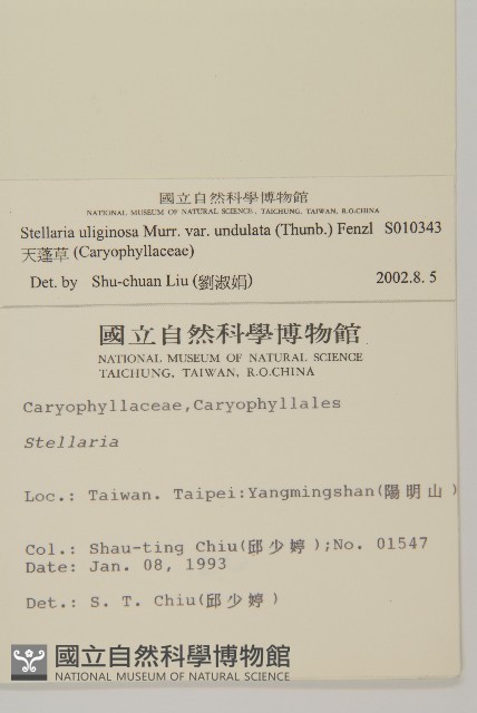 天蓬草藏品圖，第2張
