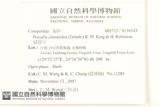 貓腥草藏品圖，第2張