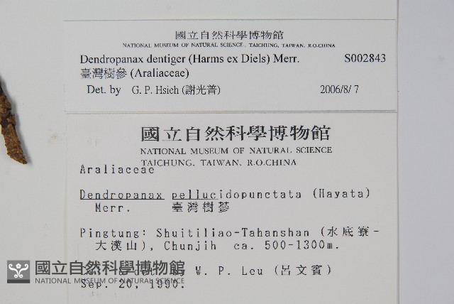 臺灣樹參藏品圖，第2張