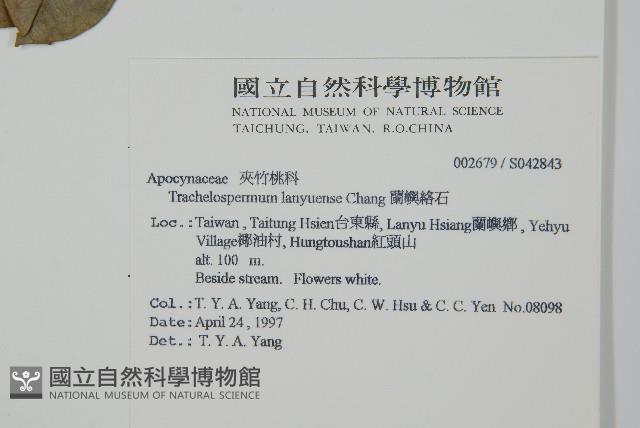 蘭嶼絡石藏品圖，第2張