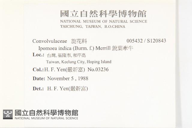 銳葉牽牛藏品圖，第2張