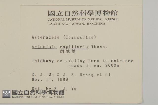 茵蔯蒿藏品圖，第2張