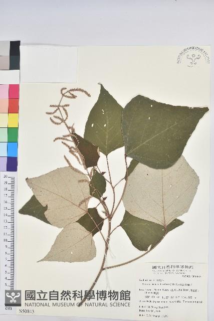 白匏子藏品圖，第1張