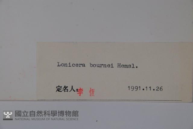 西南忍冬藏品圖，第2張