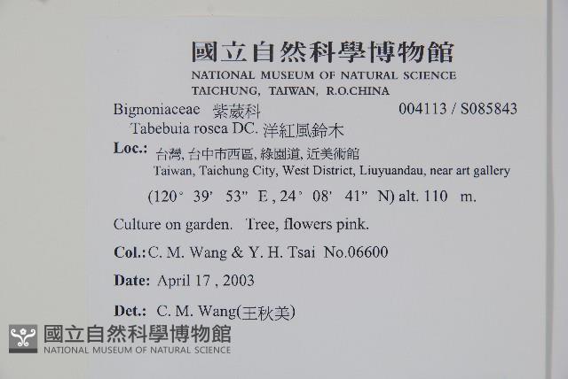 洋紅風鈴木藏品圖，第2張