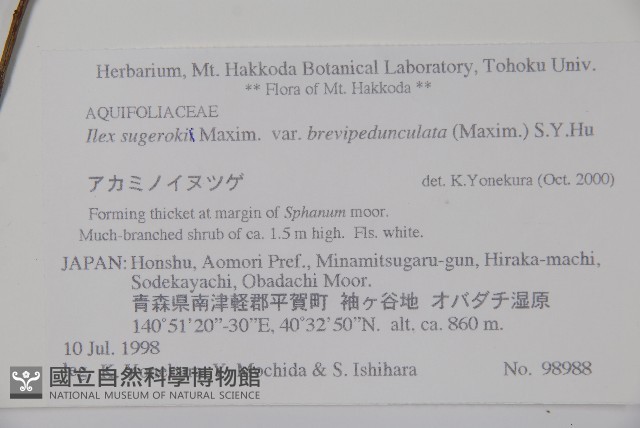 太平山冬青藏品圖，第2張