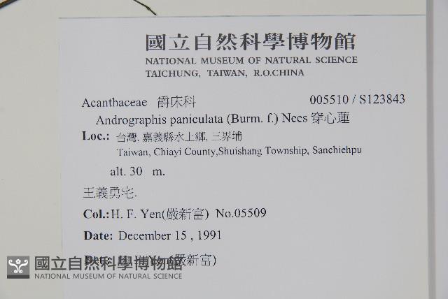 穿心蓮藏品圖，第2張