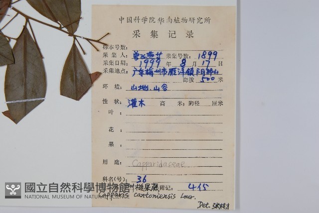 廣州山柑藏品圖，第2張