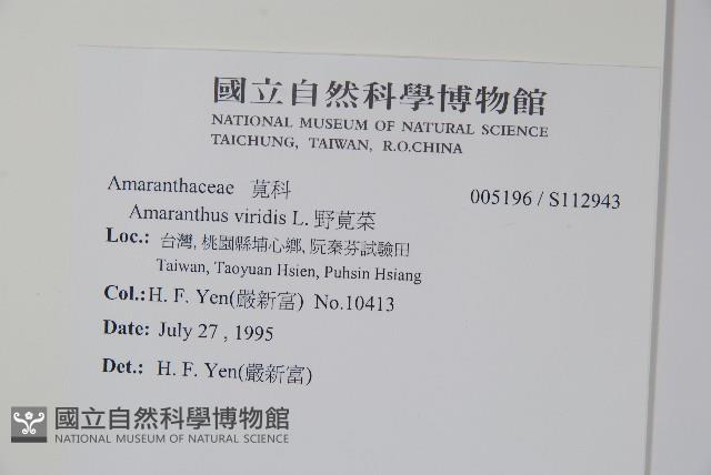 野莧菜藏品圖，第2張