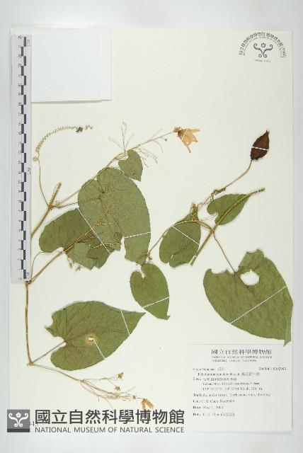 斑花青牛膽藏品圖，第4張