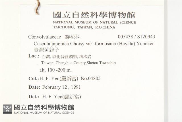 臺灣菟絲子藏品圖，第2張