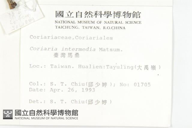 臺灣馬桑藏品圖，第2張