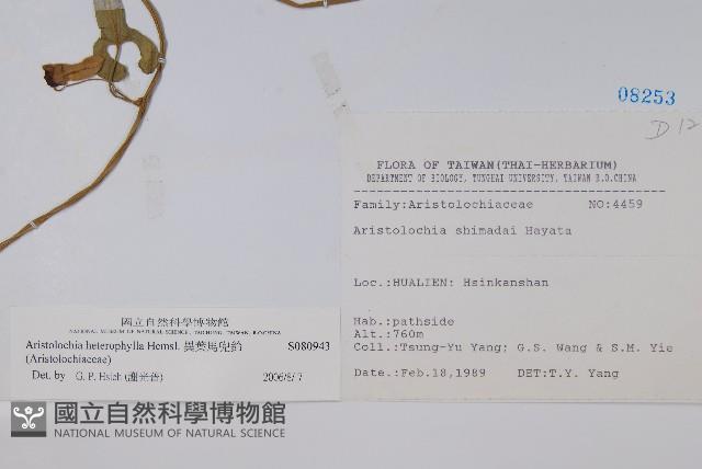 異葉馬兜鈴藏品圖，第2張