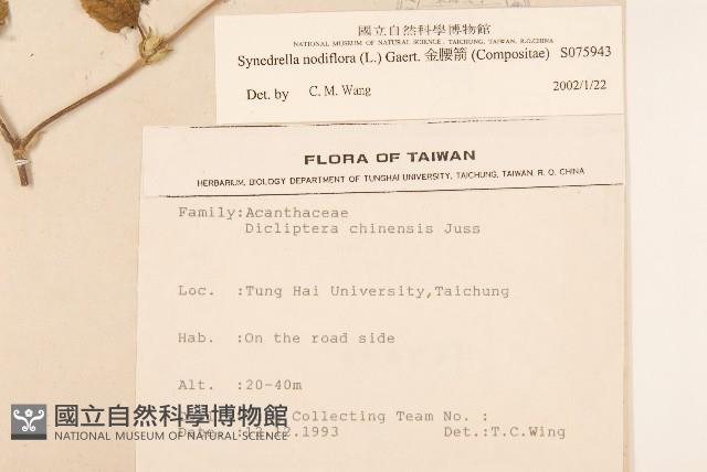 金腰箭藏品圖，第2張