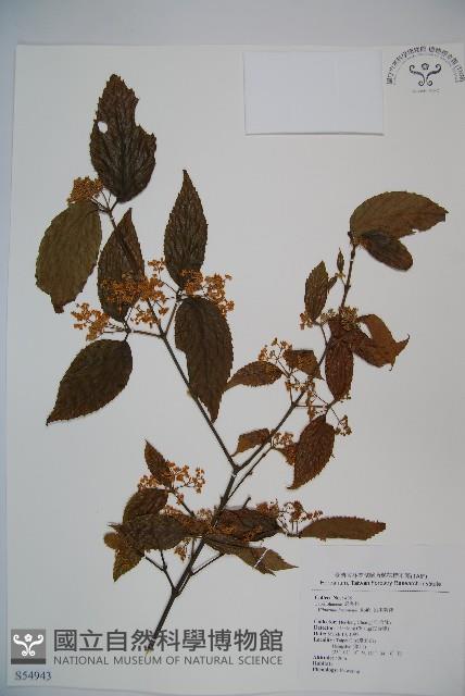 呂宋莢迷藏品圖，第1張