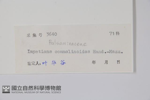 類鴨趾草鳳仙花藏品圖，第2張