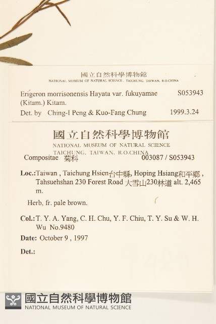福山氏飛蓬藏品圖，第2張