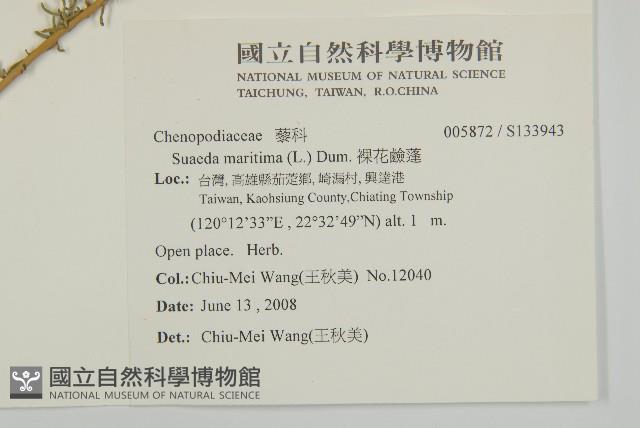 裸花鹼蓬藏品圖，第2張