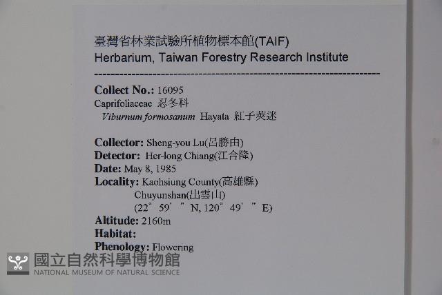 紅子莢迷藏品圖，第2張