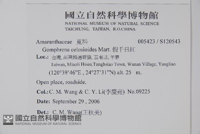 假千日紅藏品圖，第2張