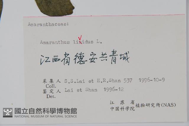 凹葉野莧菜藏品圖，第2張