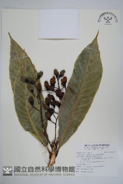 臺東漆樹藏品圖，第1張