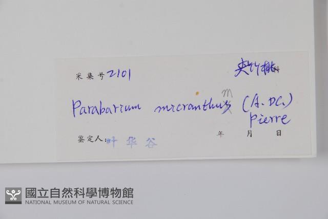 杜仲藤藏品圖，第2張