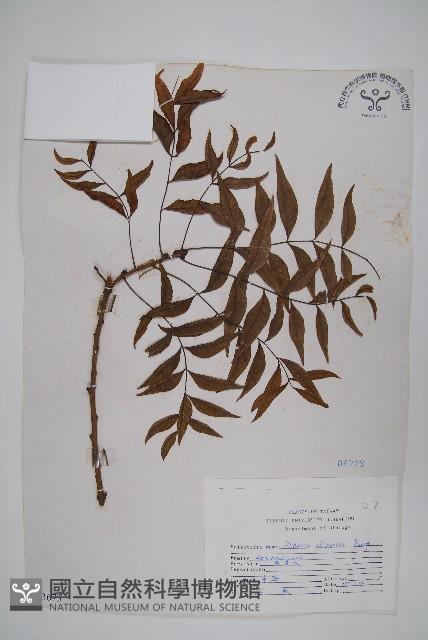 黃連木、爛心木藏品圖，第1張