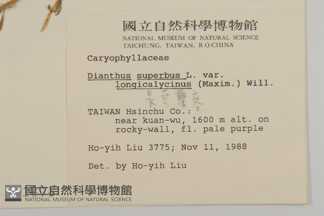 長萼瞿麥藏品圖，第2張