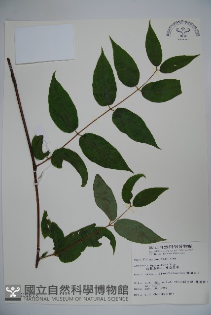 裡白忍冬、紅腺忍冬藏品圖，第1張