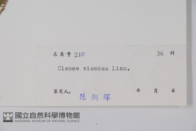 向天黃藏品圖，第2張