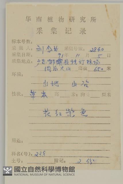 紫背草藏品圖，第2張