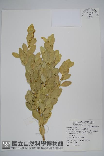 琉球黃楊藏品圖，第1張