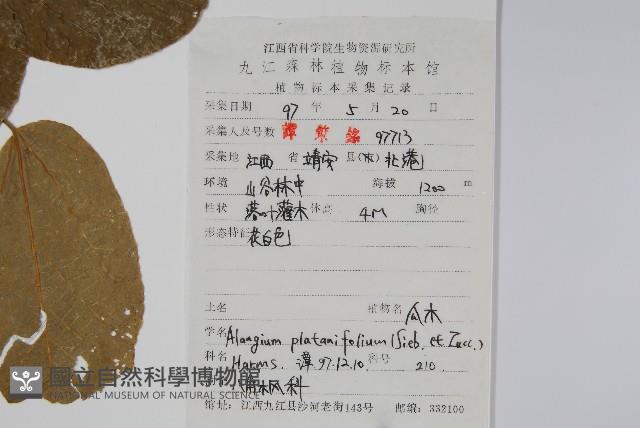 八角楓、瓜木藏品圖，第2張