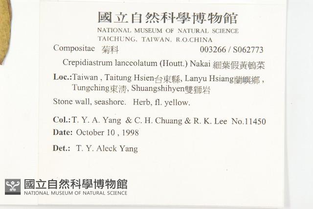 細葉假黃鵪菜藏品圖，第5張