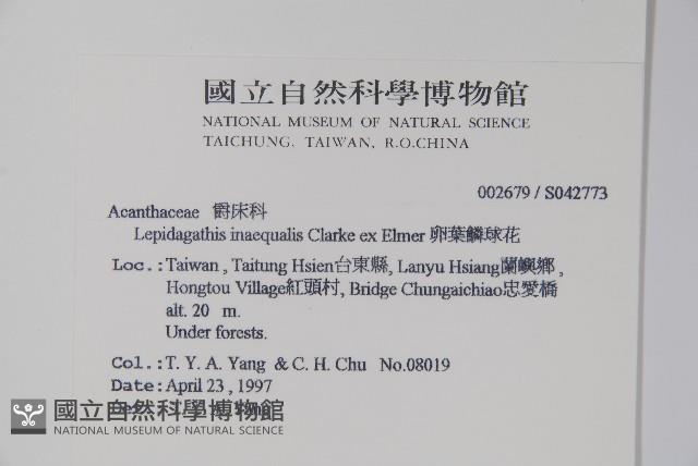 卵葉鱗球花藏品圖，第2張