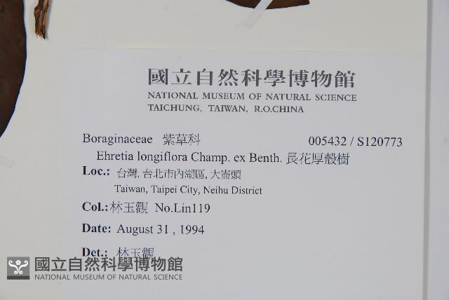 長花厚殼樹藏品圖，第2張