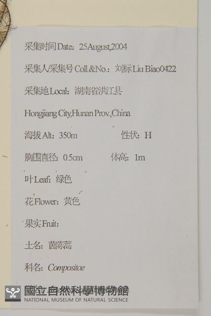 茵蔯蒿藏品圖，第2張