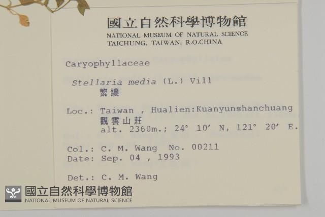 繁縷藏品圖，第2張