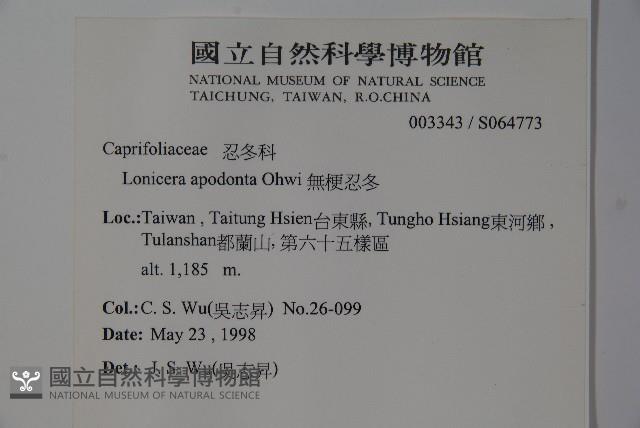 無梗忍冬藏品圖，第2張