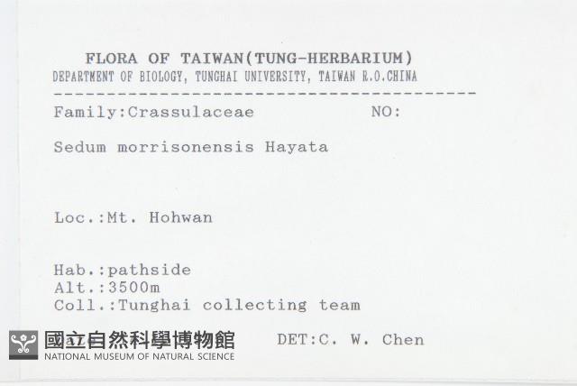 玉山佛甲草藏品圖，第2張