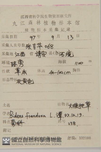 大狼把草藏品圖，第2張