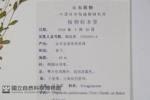 附地菜藏品圖，第2張