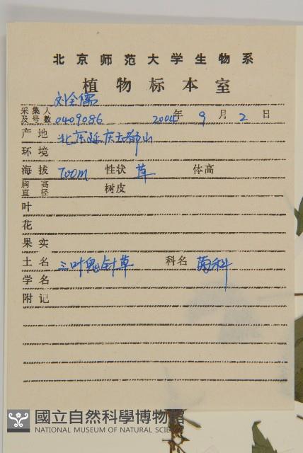 白花鬼針藏品圖，第2張