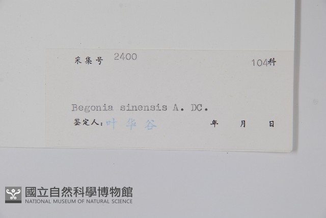 中華秋海棠藏品圖，第2張