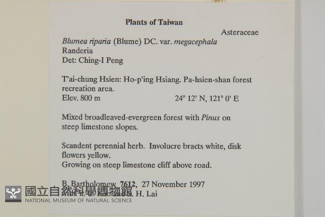 大頭艾納香藏品圖，第2張