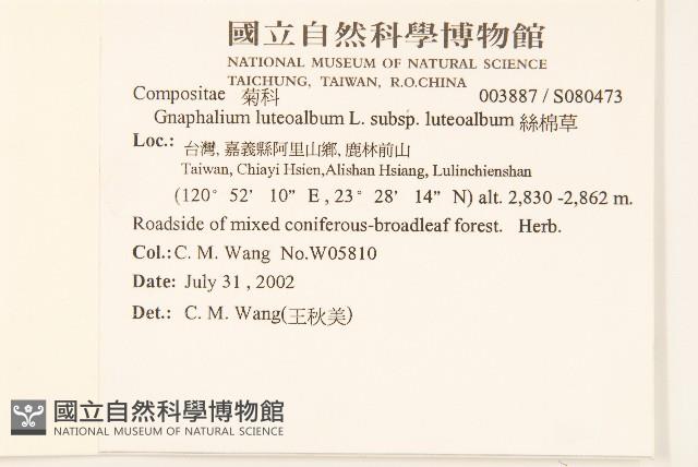 絲綿草藏品圖，第2張